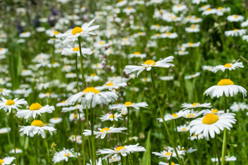 Bellis perennis is a common European species of daisy, of the family Asteraceae © atosan