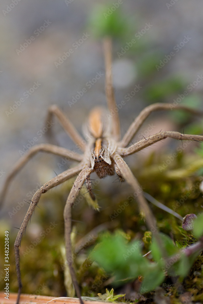 Wall mural Brown spider with orange stipe on back in grey background