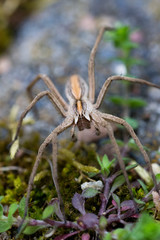 Brown spider macro looking into camera