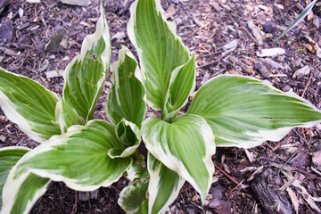 Kolorowe kwiaty wiosenną porą w pochmurny dzień.