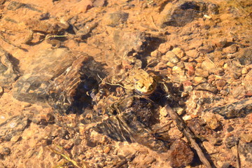 Common toad or European toad, Bufo bufo, in shallow water