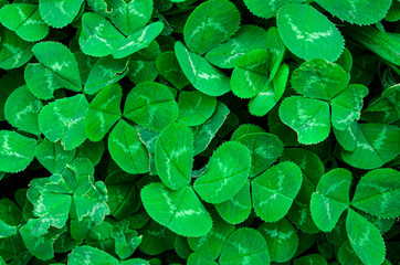 Young green clover leaves. Green plant background