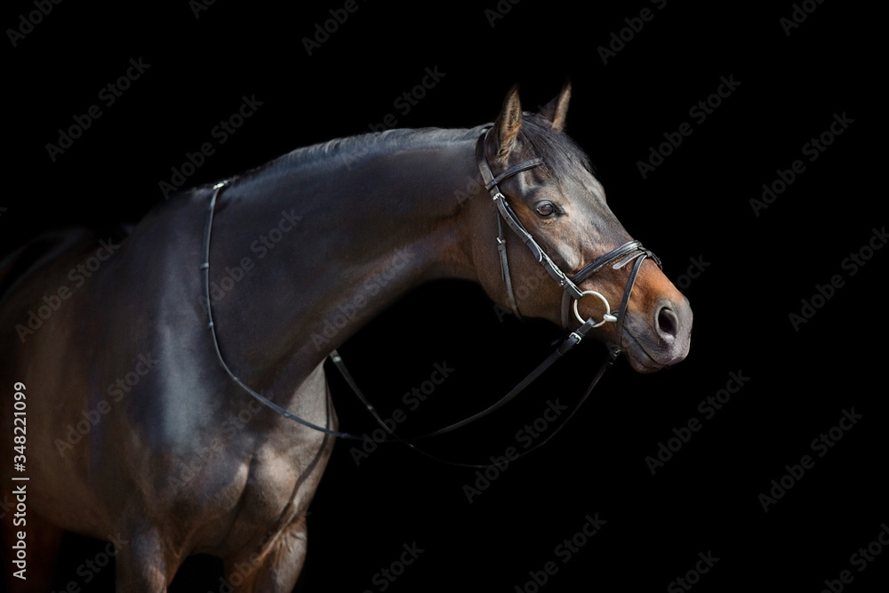 Canvas Prints A brown  horse with bridle against black background