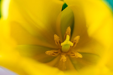 Obraz premium macro photo of a yellow tulip flower