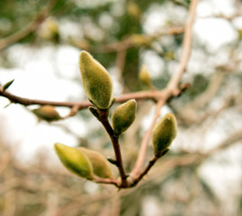 Flowers Buds almost ready to bloom