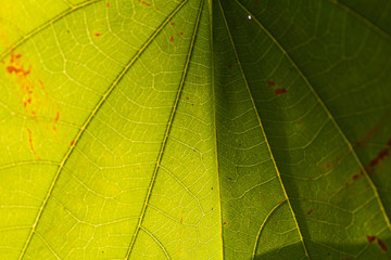 close up of green leaf  with light and shadow background