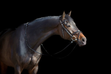 Fototapeta premium A brown horse with bridle against black background