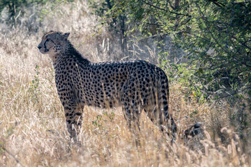 A male cheetah (Acinonyx jubatus) in the Madikwe Reserve, South Africa