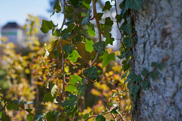 green leaves of a birch