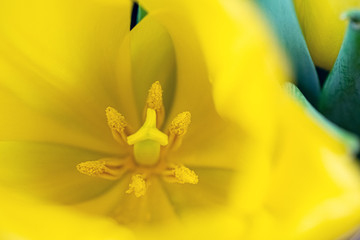 
macro photo of a yellow tulip flower