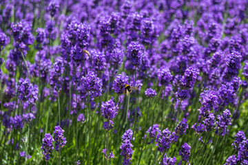 field of lavender