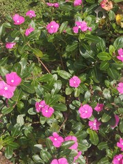 Naklejka premium violet flowers in a garden