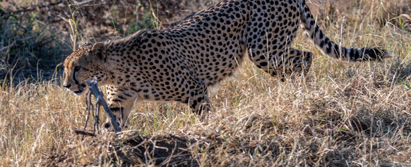 A male cheetah (Acinonyx jubatus) in the Madikwe Reserve, South Africa