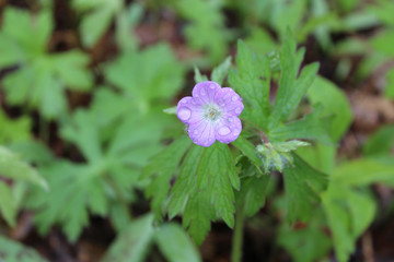 Wild geranium bloom with rain drops at Harms Woods in Skokie, Illinois