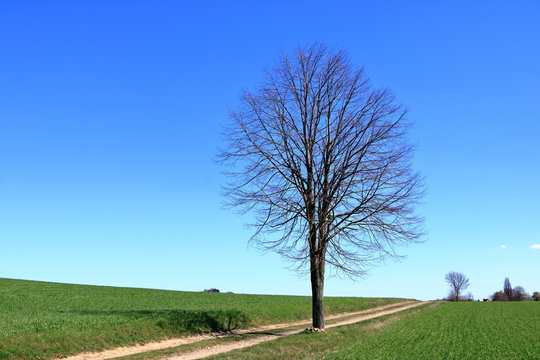 Spring forest theme: leafless trees and blue sky