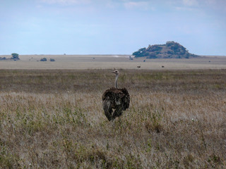 A Lone Ostrich in the Serengeti national park Tanzania, Africa

1 credit
Essentials collection
9,00...