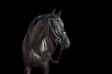 Black stallion close up portrait on black background