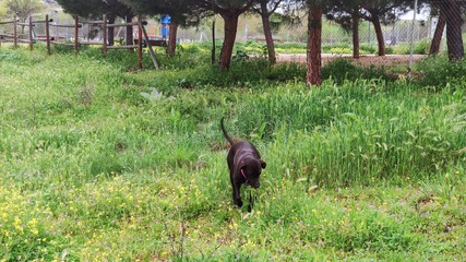 perro tras la cuarentena