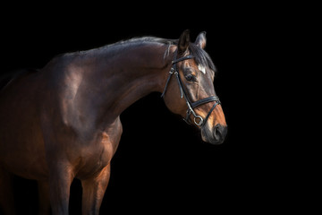 A brown  horse with bridle against black background