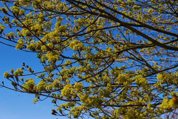 a blooming maple tree in spring