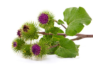 Burdock flower isolated on white, Arctium lappa