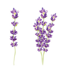 Fototapeta premium Realistic lavender isolated on transparent background. Beautiful violet flowers. Fragrant bunch lavender. Fresh cut flower. 3d illustration.