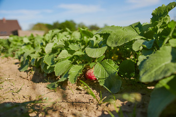 radish in a field ready to harvest