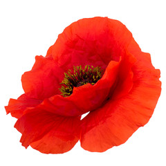 One single head of red poppy flower isolated on white background
