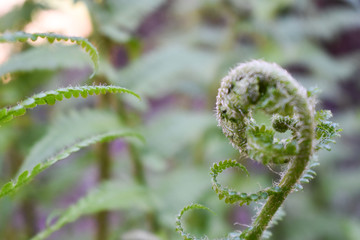Kolorowe kwiaty wiosenną porą w pochmurny dzień. © Krzysztof Głowacki