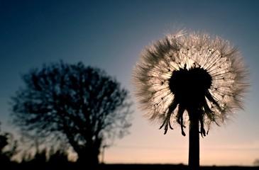 dandelion seed head