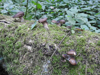 Mushrooms grow on a moss-covered trunk