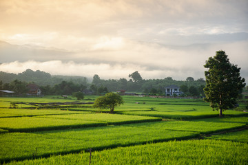 Fototapeta na wymiar Morning rice fields and fog in Nan province