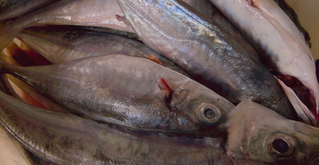 Raw fish sapphire ready for cooking