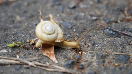 カタツムリ