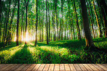 a spring forest trees. nature green wood sunlight backgrounds on table wood backgrounds