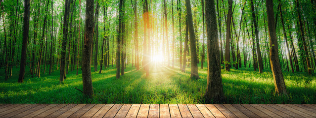 a spring forest trees. nature green wood sunlight backgrounds on table wood backgrounds