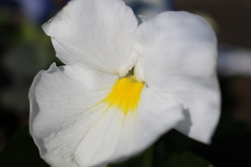 Fototapeta na wymiar White with a yellow center Pansies. One flower. Macro