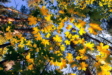 Yellow maple leaves in autumn sunny morning on blue sky background.