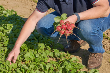 fresh harvested radish held in hand