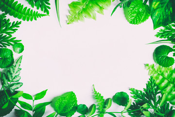 Fototapeta premium Green leaves on a white backdrop, leaves on white space