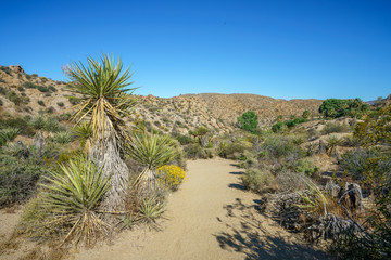 hiking the lost palms oasis trail in joshua tree national park, california, usa