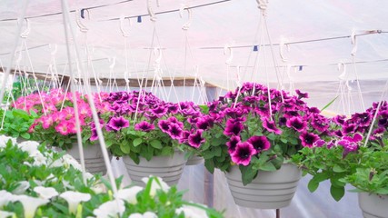 Colorful decorative petunias are grown in a greenhouse