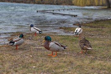 
in autumn on the lake
