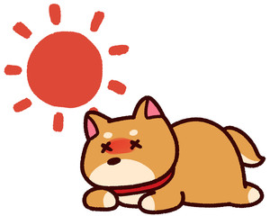 熱中症の動物　柴犬　太陽