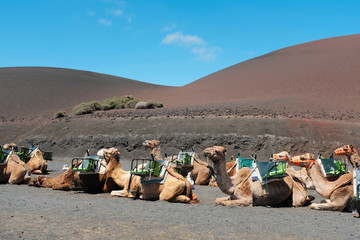camels sitting down