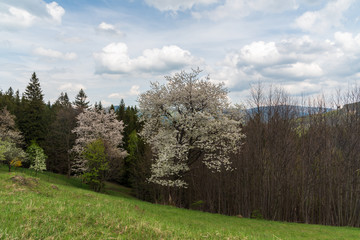 Fototapeta premium springtime mountain scenery with meadow, trees and hills on the background