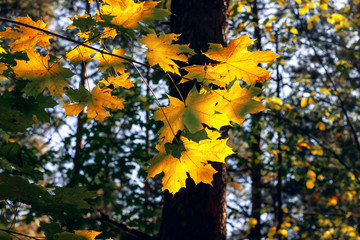 Yellow maple leaves in autumn sunny morning on blue sky background.