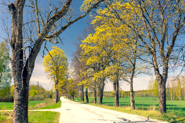 Oak alley on the road in early spring