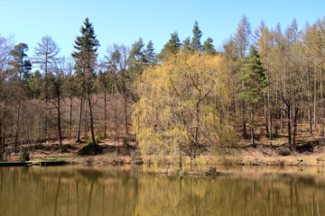 lake near the pine forest with a tree inside