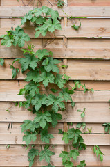 houblon grimpant sur une palissade en bois